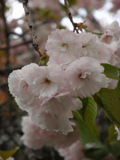 飛鳥山公園、そして駒込・染井 ～桜便り2010 第四便(2)