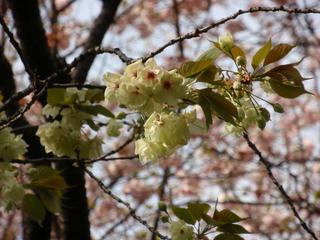 飛鳥山公園、そして駒込・染井 ~桜便り2010 第四便(3)