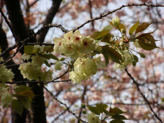 飛鳥山公園、そして駒込・染井 ～桜便り2010 第四便(3)