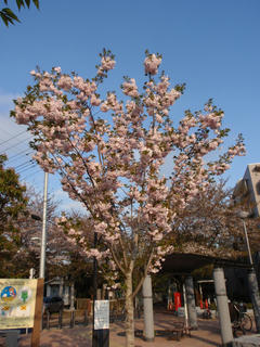 飛鳥山公園、そして駒込・染井 ～桜便り2010 第四便(5)