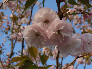 飛鳥山公園、そして駒込・染井 ～桜便り2010 第四便(6)