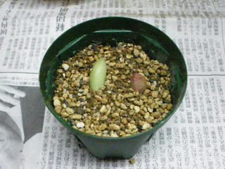 多肉寄せ植えなんぞを作ってみた (7)