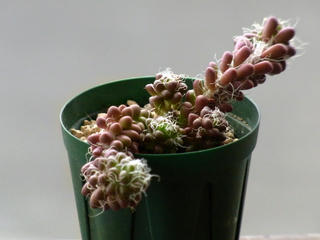 アナカン茶笠。 (1)