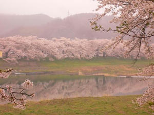 sakura2.JPG