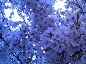 sakura3.JPG