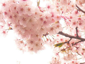 sakura4.JPG