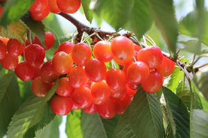 cherry3.JPG