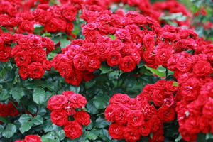 rose4.JPG