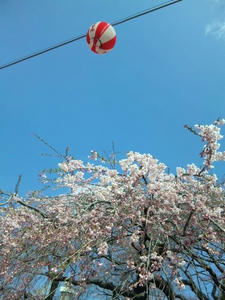 sakura1.jpg.JPG
