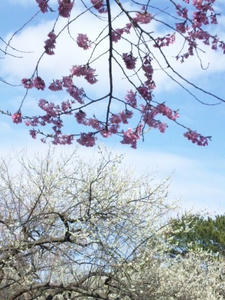 sakura2.jpg.JPG