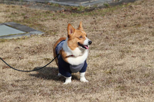 kibi13.jpg
