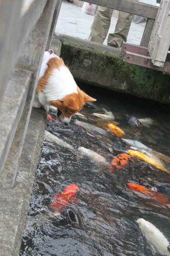 kinosaki3.jpg