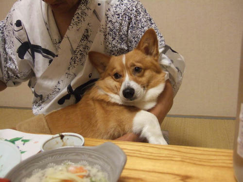 kinosaki13.jpg