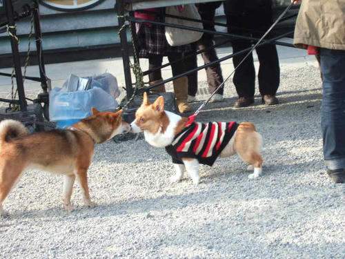 inari5.jpg