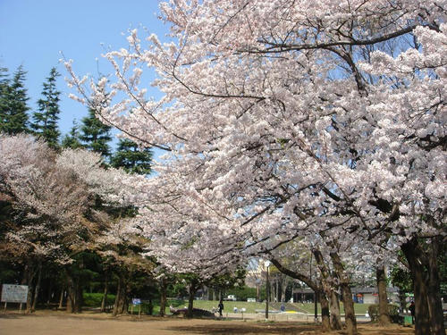 sakura.JPG