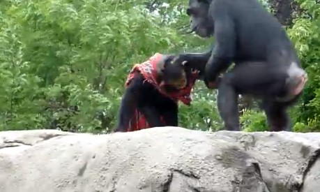 スカーフを体に巻きつけて戦いを挑むチンパンジー。ヒーローごっこがしたかった？w