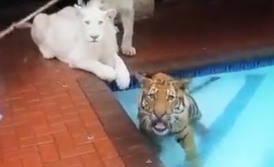 プールでリハビリ中の虎。猫みたいで可愛すぎる。