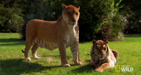 父がライオンで母がトラの雑種動物「ライガー」
