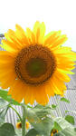 2008080115240000.jpg