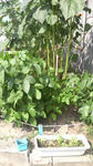 2008080115270000.jpg