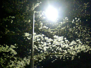 夜桜
