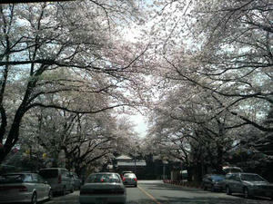 桜並木