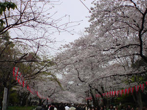 上野公園の桜