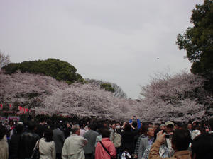 上野公園の桜２