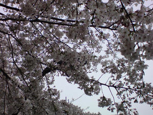 上野公園の桜３
