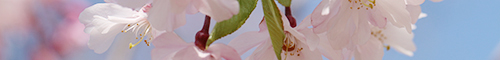 桜” border=