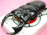 sagaru88-2.jpg