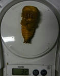 sagaru-sanagi.JPG
