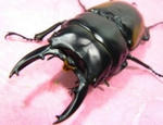 hastrd69-2.jpg