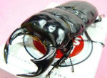bemayanze84-3.JPG