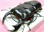 mongal82na2.JPG