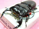 talodentan77-3.JPG
