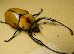 g-boruteri-2.JPG