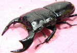 kalinpong76ac2.JPG