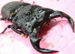 monkai76cb2.JPG