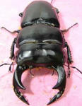 tigerhill91-3.JPG