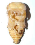 imperl29g3.JPG