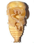 sagarumat30g3.JPG