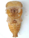 sagarumat31g3.JPG