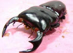 c-banjan81m2.JPG