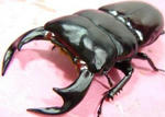 sikkim83F2-2.JPG