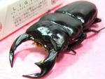 bu-rachira82b.JPG