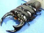 sagalmat89a2.JPG