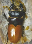 monkai31d.JPG