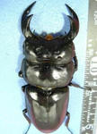 c-banjan90-2.JPG