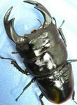 karinpong-ca89-3.JPG